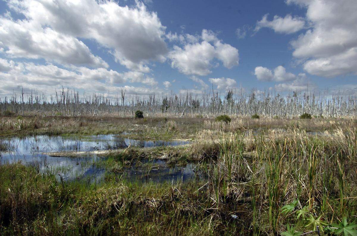 Miami-Dade County transportation planners want to build a highway across protected wetlands between SW 157th Avenue and Krome Avenue.