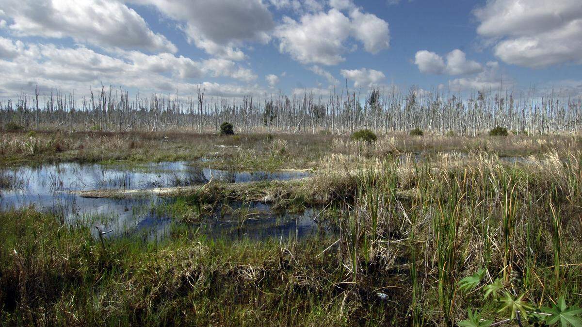 The Dolphin Expressway extension would cross protected wetlands between Southwest 157th Avenue and Krome Avenue.