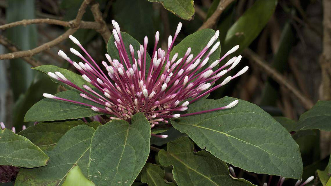 Now a common landscape plant, Clerodendrum quadriloculare or starburst clerodendrum.