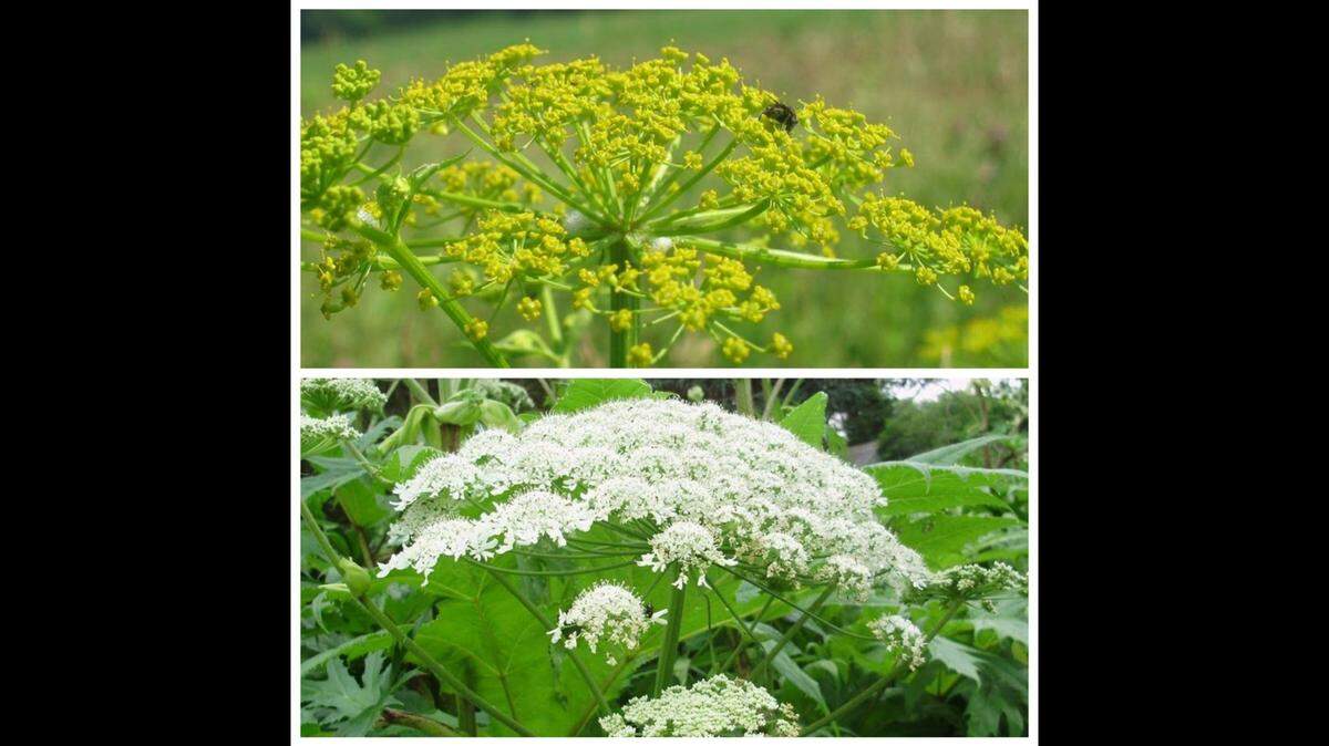Giant hogweed and wild parsnip can cause burns and scars if touched, officials said.