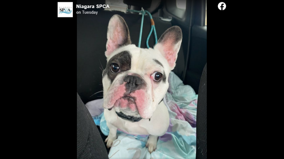 Ralphie is up for adoption — again — at an animal shelter in New York.