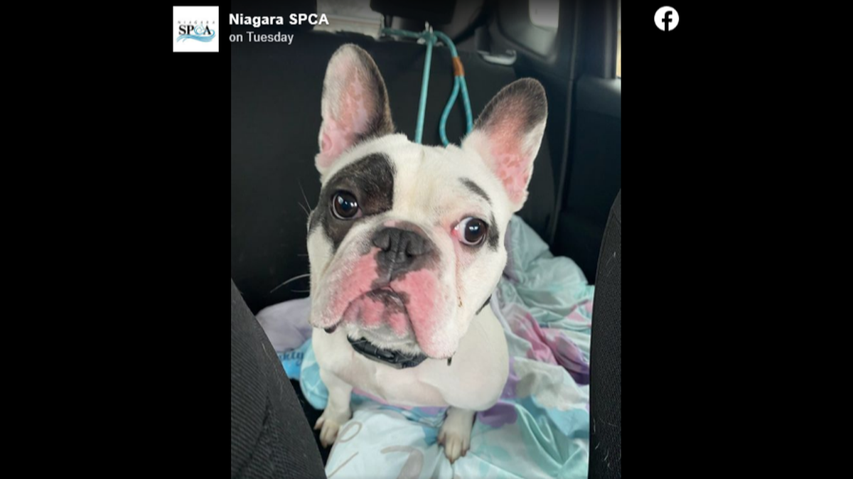 Ralphie is up for adoption — again — at an animal shelter in New York.