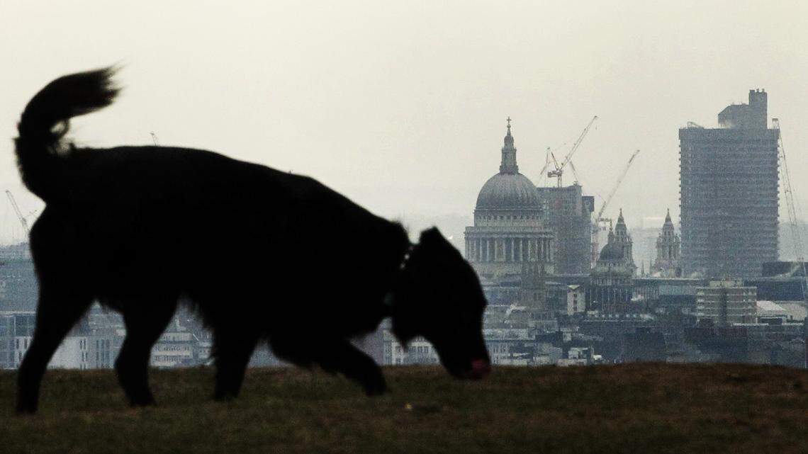 A dog walks past a landscape of central London on March 9, 2010. An experimental vaccine could prevent and treat Valley fever in dogs.