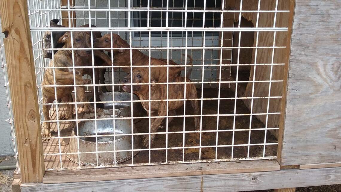 11 dogs trapped in feces-filled cages, given no water or food. Deputies came to rescue