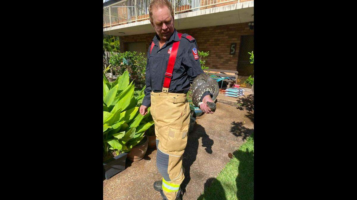 The python captured in Bundeena.