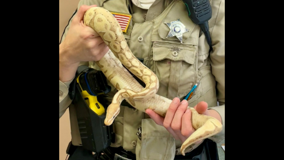 This is the 4-year-old banana ball python that was attacked during the home break-in, Virginia deputies say.