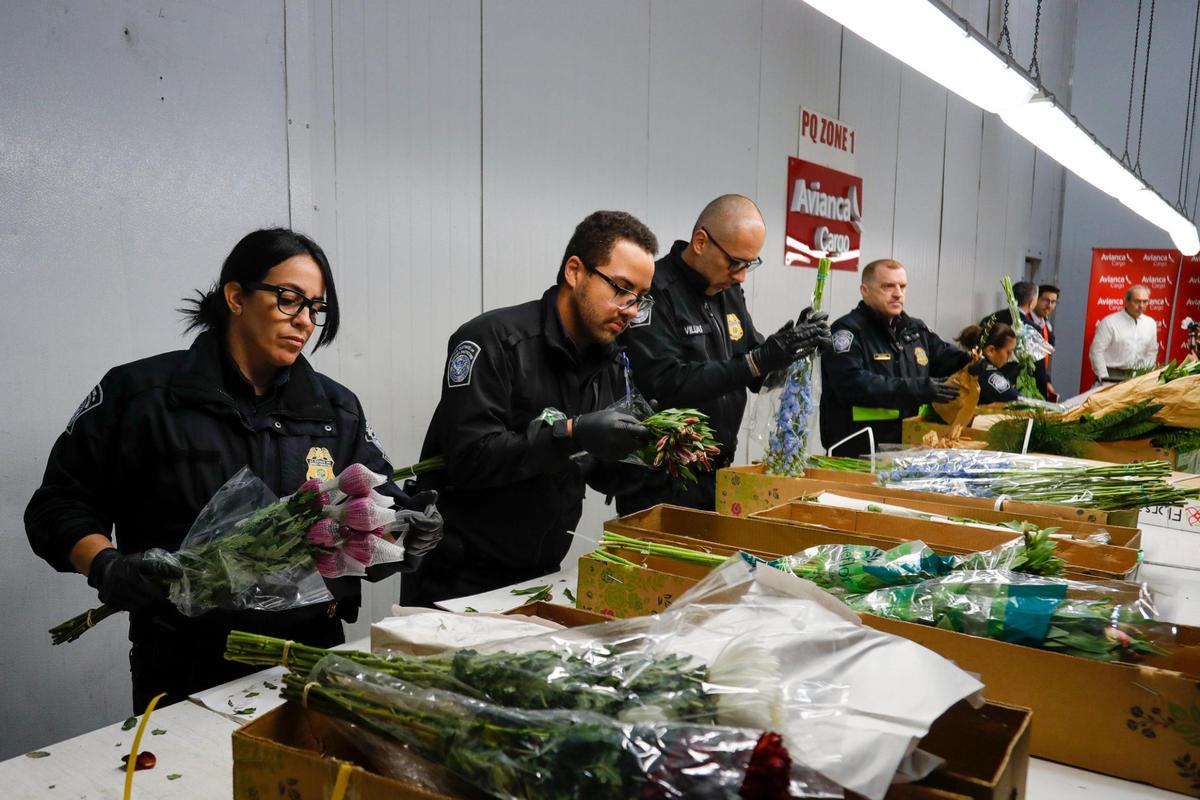 A team of griculture specialists from U.S. Customs and Border Protection inspects flowers  arriving at Miami International Airport on Monday, Feb. 6, 2023.