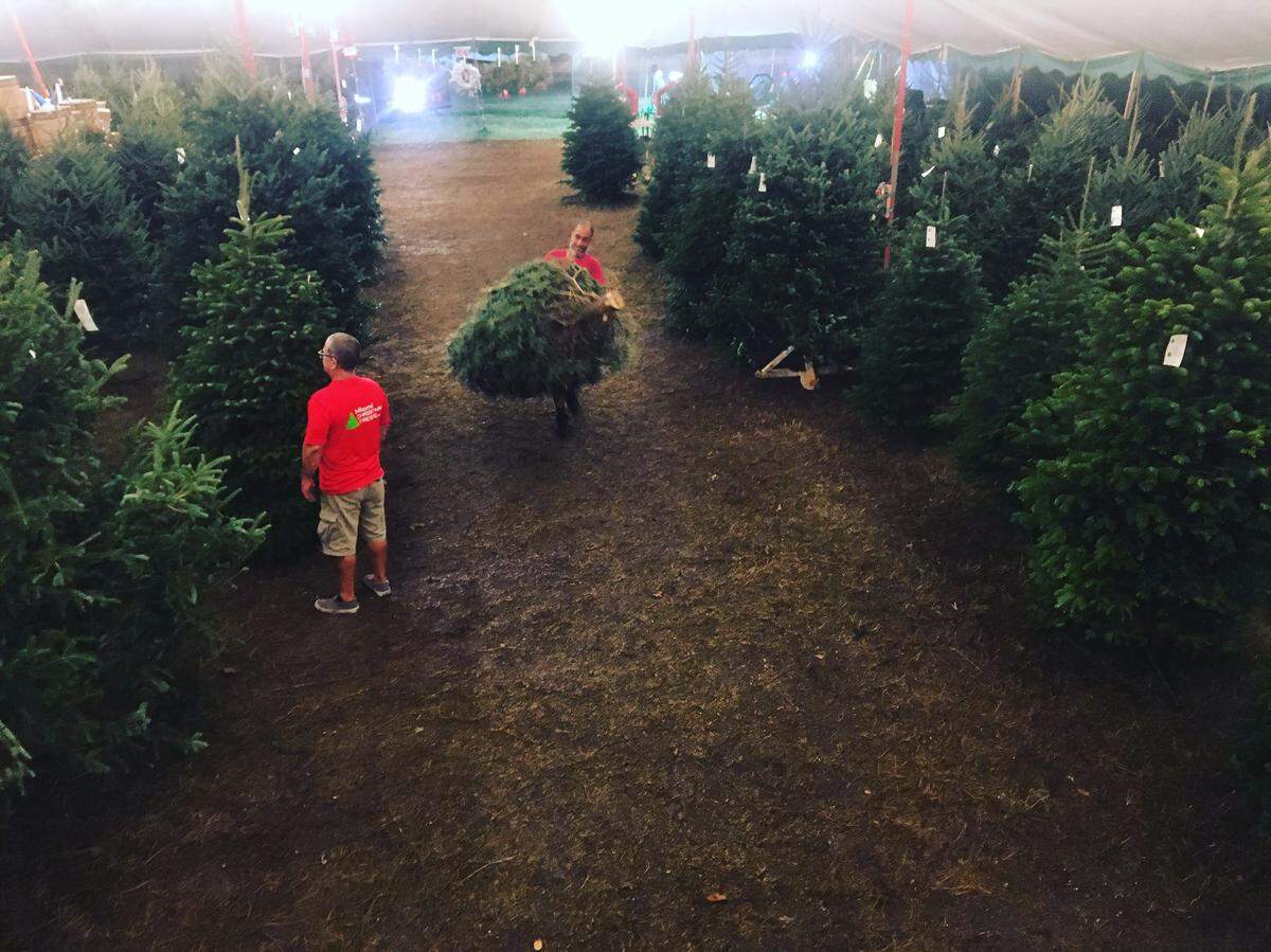 South Florida retailers, like Jack’s Christmas Trees in South- and North-Miami Dade, are feeling the crunch of the 2008 recession, hot weather and too much rain, all of which made it more difficult for farmers in tree-producing states like North Carolina and Oregon to ship fully-grown trees to lots nationwide. Prices are up and supplies are down.