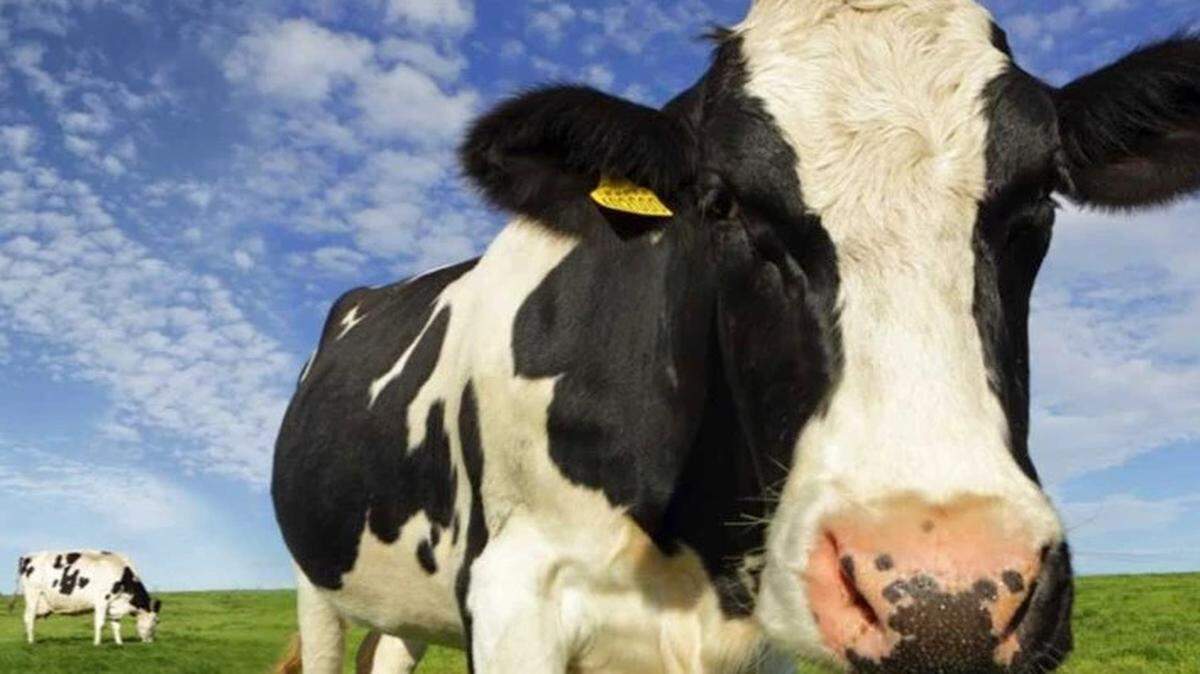 Beef shortages, because of the coronavirus’ impact on meatpacking plants, have led to higher prices in the supermarkets.