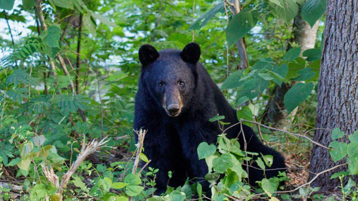 A black bear with “yearlings,” not the one pictured here, bit a woman walking her dog in Connecticut, officials said.
