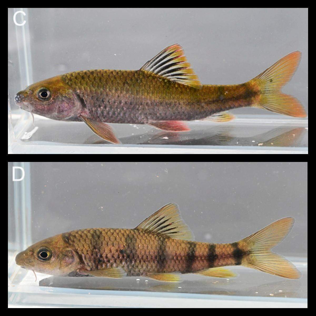 Males (top) have more purple on their bellies, while females (bottom) have clearer bands, researchers said.