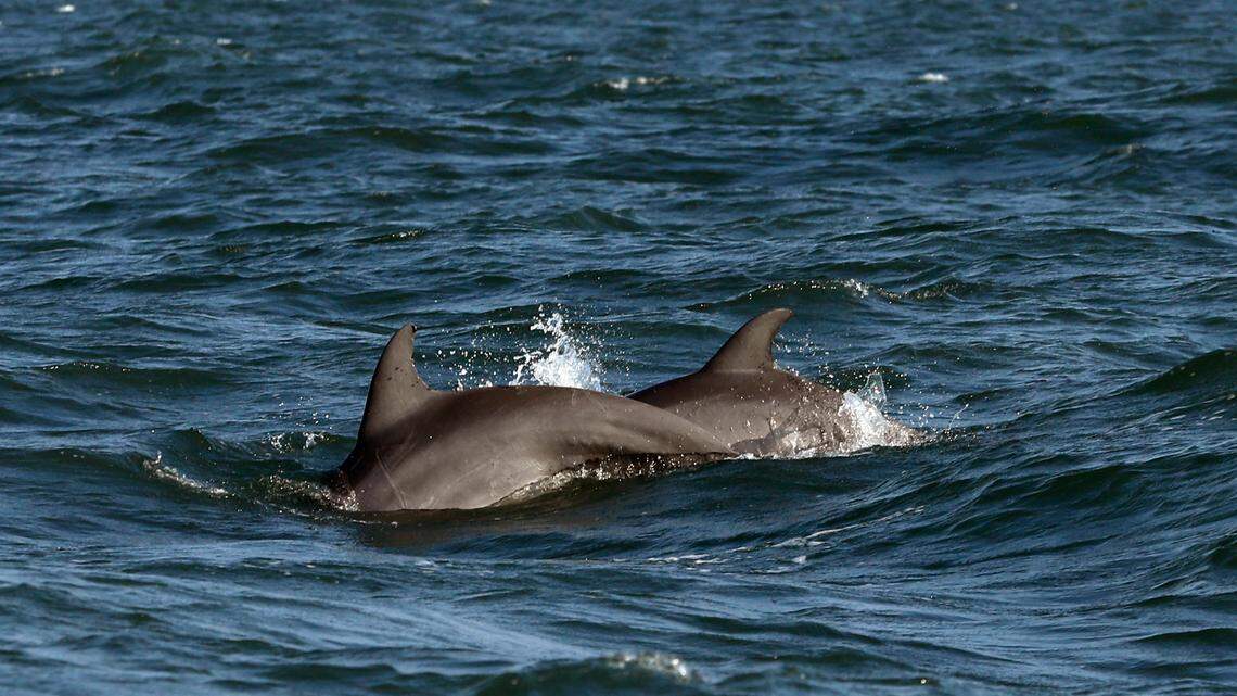 A bottlenose dolphin was impaled in her head by a “spear-like object” before she died and was found on a Florida beach, officials say.