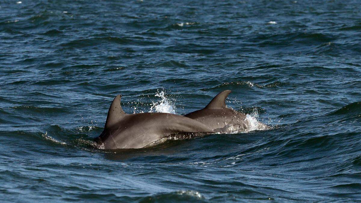 A bottlenose dolphin was impaled in her head by a “spear-like object” before she died and was found on a Florida beach, officials say.
