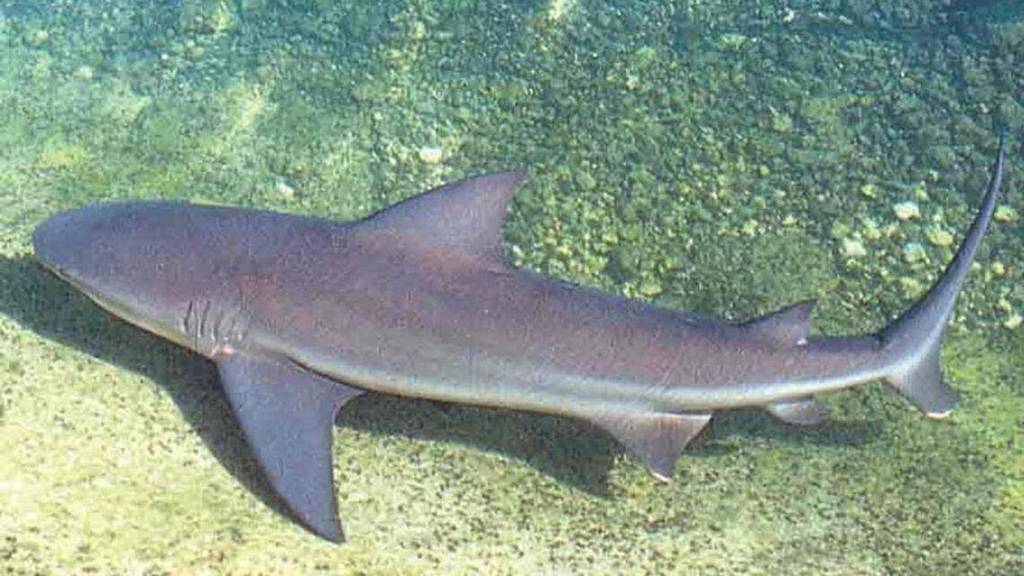 A bull shark killed a 58-year-old Lake Erie, Pennsylvania, woman on a cruise with her family of five on a snorkeling excursion in the Bahamas, officials say.