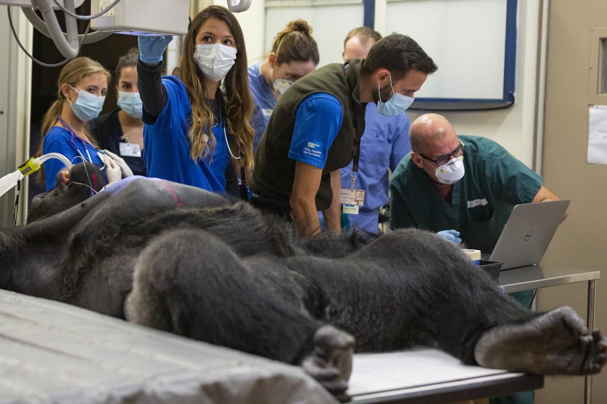 A team of doctors, some who specialize in animals and some who specialize in humans give Barney the silverback gorilla his annual checkup at Zoo Miami on Tuesday, Dec. 11, 2018.