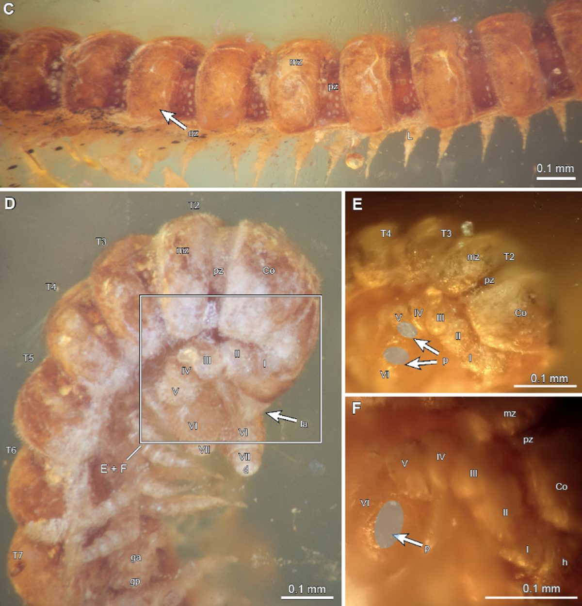 The millipede has unique gonopods, setting it apart from other known species.