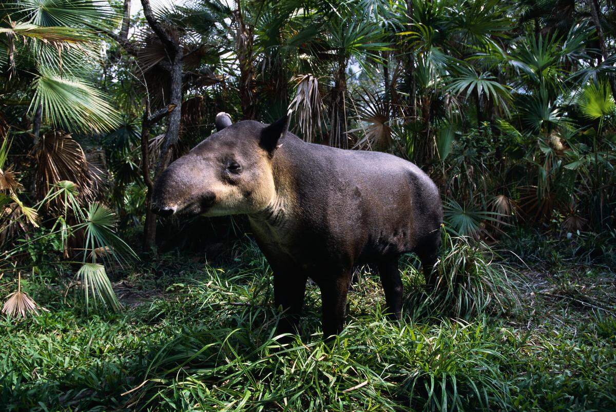 Brazil is home to tapirs.
