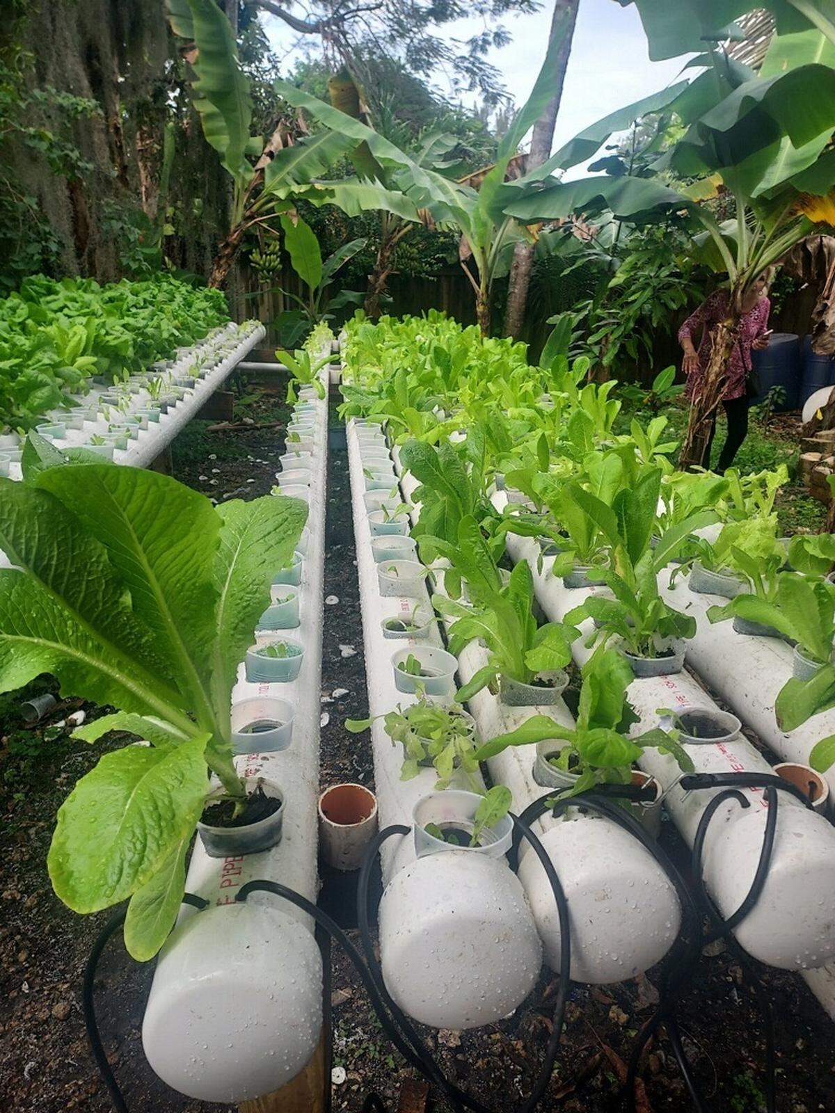 A Hydroponic garden.