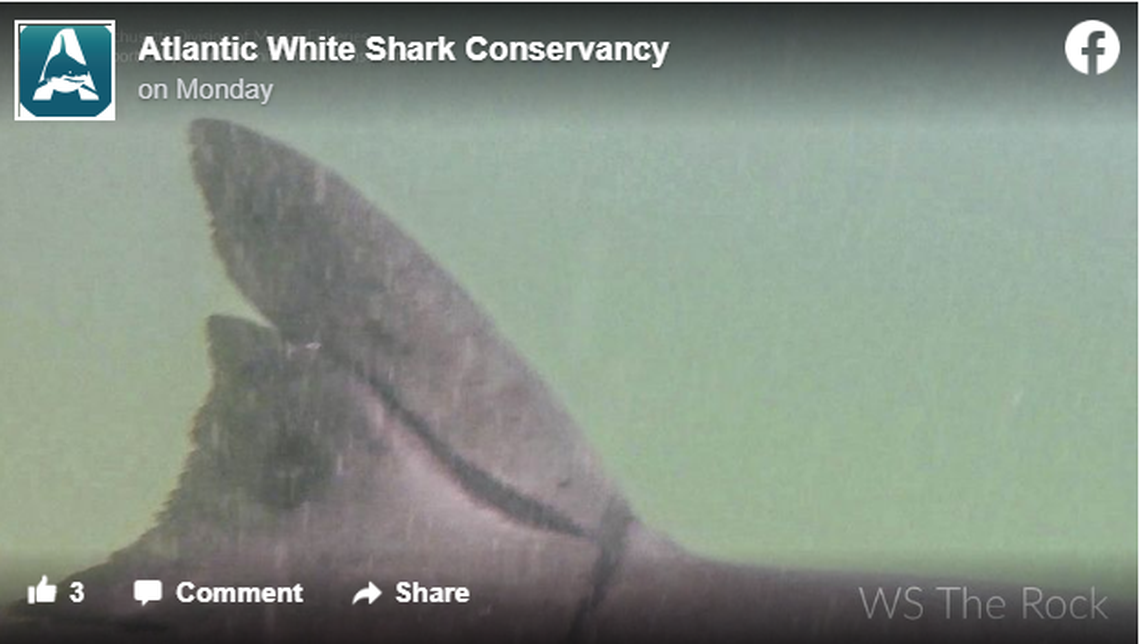 Five years after being found with a “huge injury,” the white shark known as The Rock is largely healed.