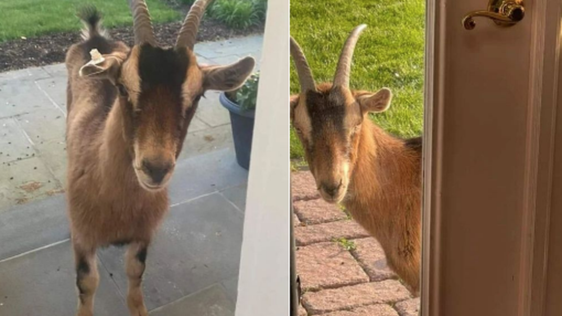 This goat has been seen peeping in the windows and doors of homes in a New Jersey township, police say.