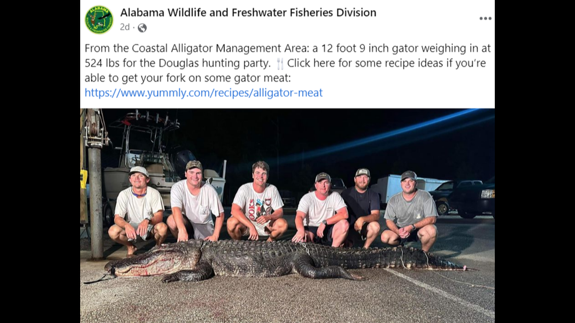 A group of six hunters is credited with harvesting this 12-foot, 9 inch alligator along the Alabama coast, state wildlife officials say.