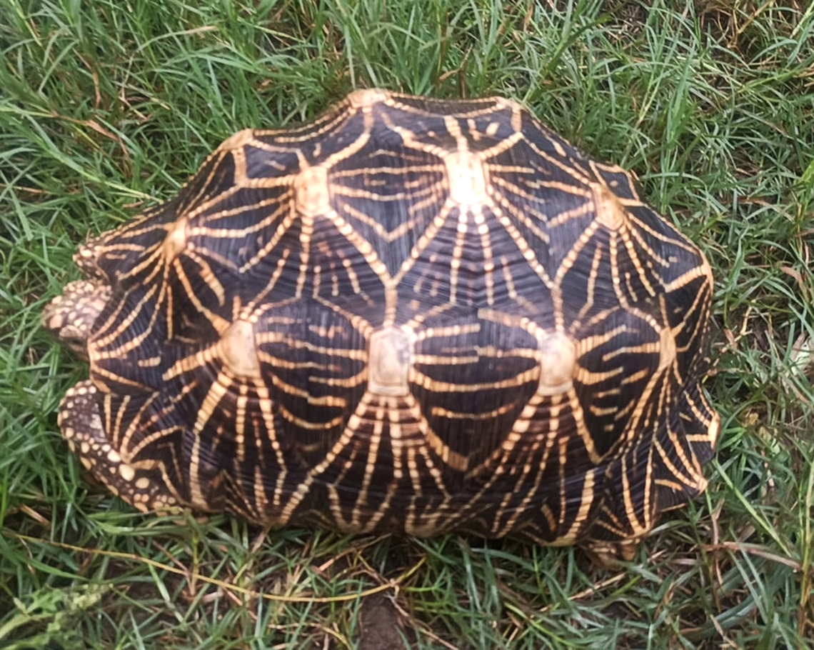 The Indian star tortoise was spotted by a researcher and some local community members.