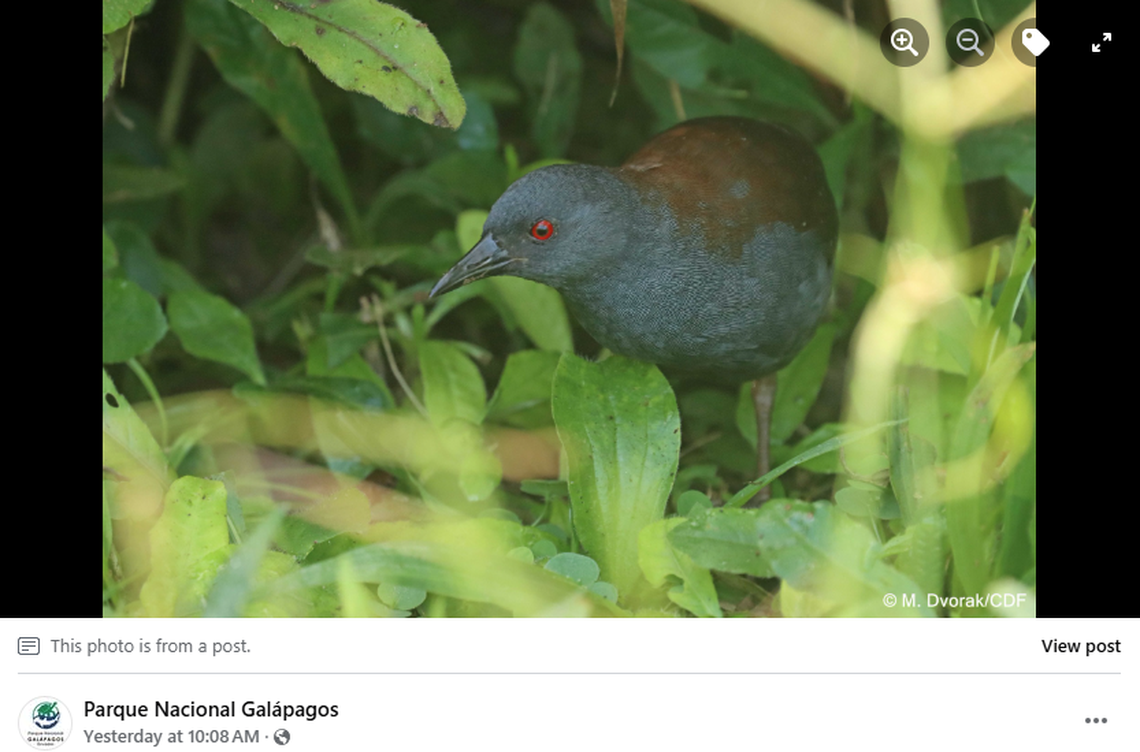 The bird was last spotted on the island of Floreana by Charles Darwin during his 1835 expedition, officials said.