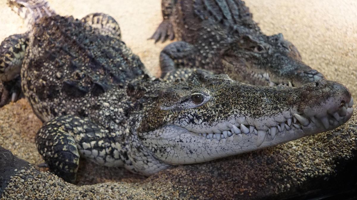Two adult Cuban crocodiles rest inside their enclosure at the Skansen zoo and aquarium in Stockholm in 2015. Zoo director Jonas Wahlstrom says they were originally given as a gift from Fidel Castro to a Soviet cosmonaut four decades ago. At a party held at the aquarium in August, one of the crocodiles jumped up and bit the arm of a Swedish guest, who was hospitalized, according to news reports.
