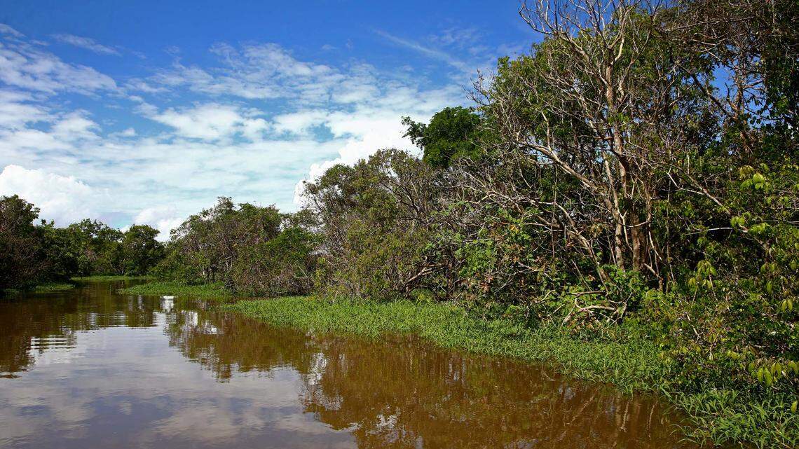 Brazil’s president has pledged to stop deforestation in the Amazon, but business forces are pushing back.