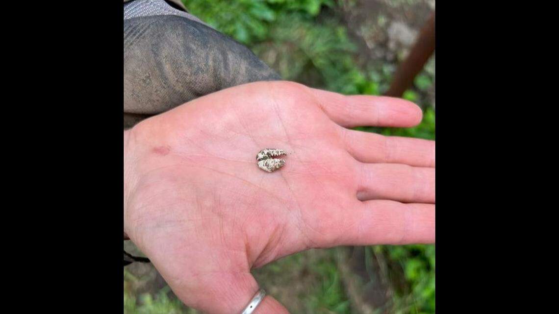 Money cowrie’s were “highly valued by many African cultures” and even used as currency, according to the Carlos Museum at Emory University.