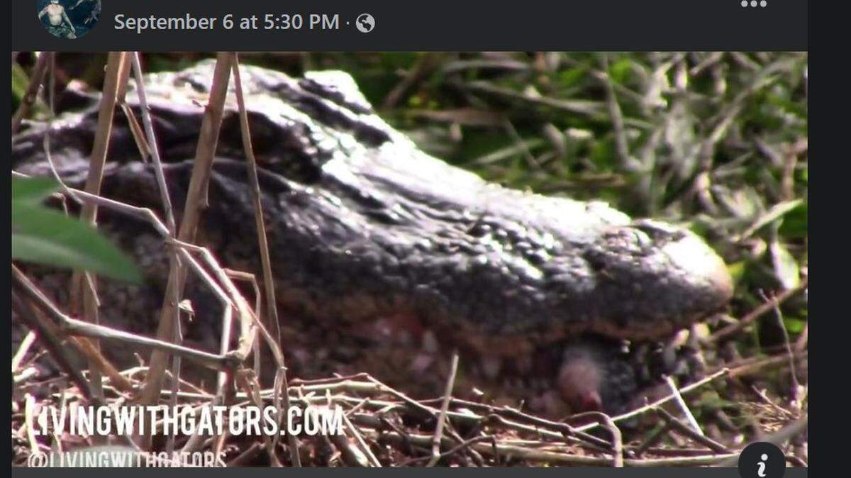 Florida nature photographer Owen Lauer captured a three-legged alligator helping her hatchlings at the Circle B Bar Reserve in Lakeland 