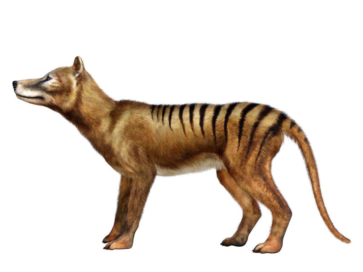 The last Tasmanian tiger died in 1936 at a zoo in Australia from suspected neglect, officials said.