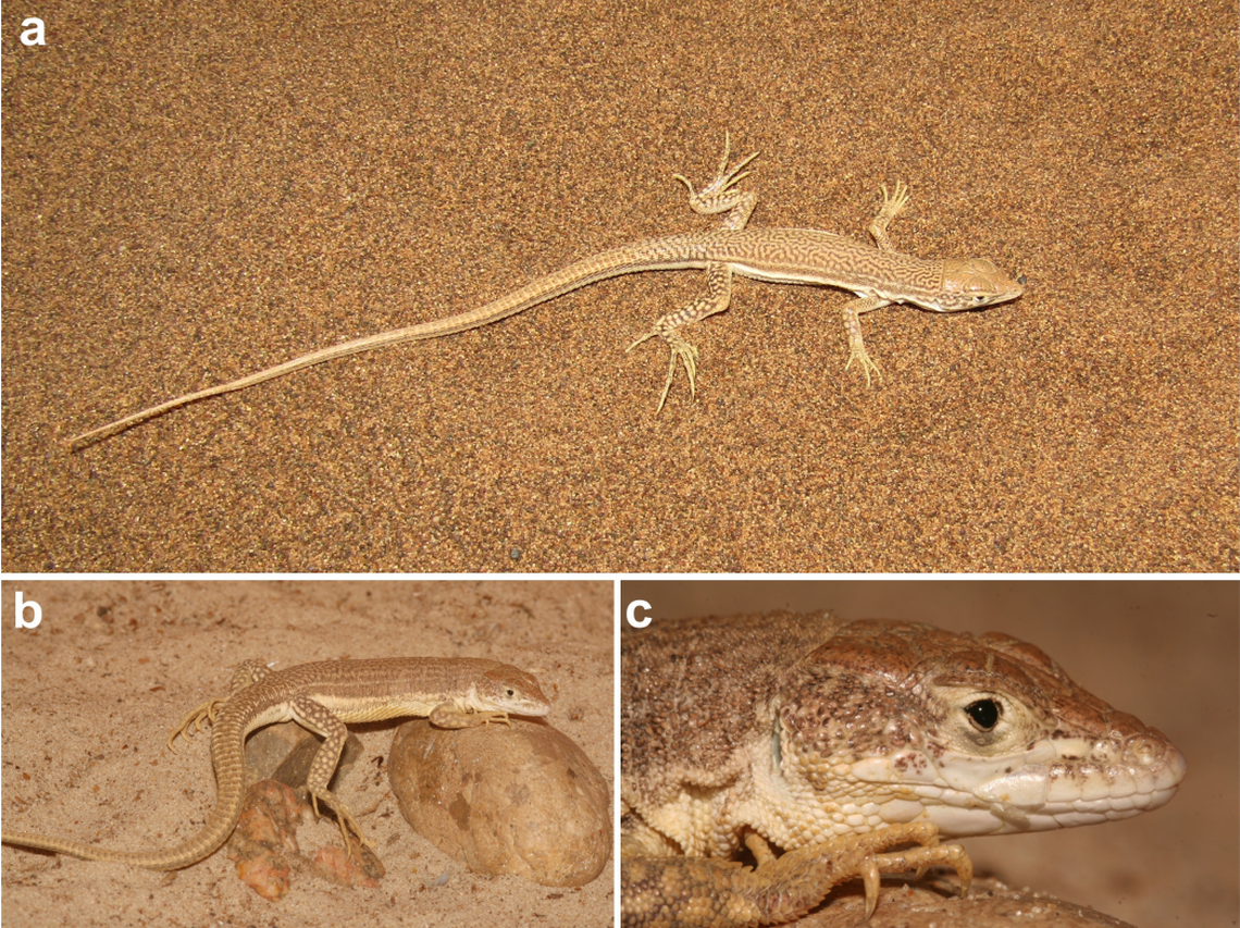 Several Eremias graphica, or hieroglyphic racerunner lizards, perched on sand and rocks.
