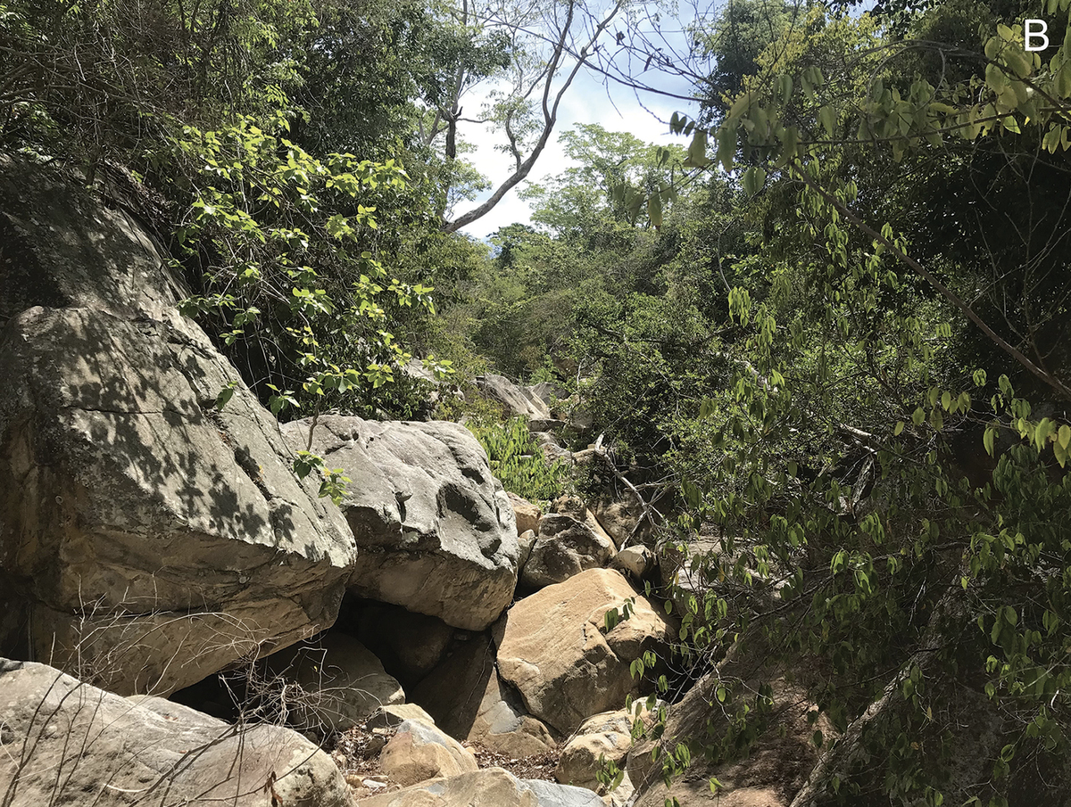 The new species was found near a cave along a spring.