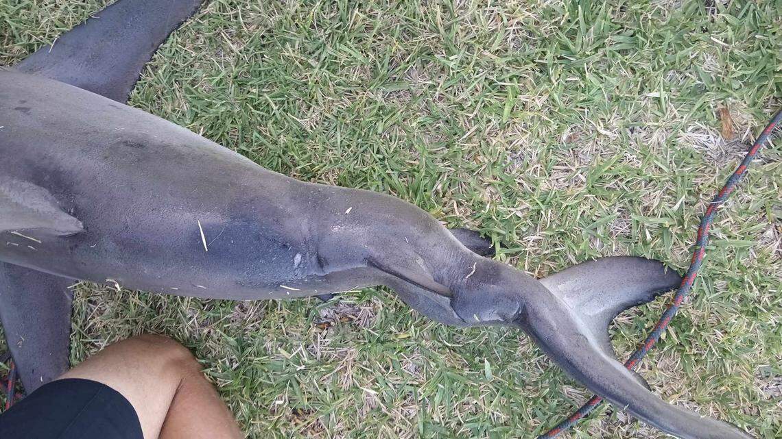 It was dubbed a “squiggley shark” by the Florida Fish and Wildlife Research institute.