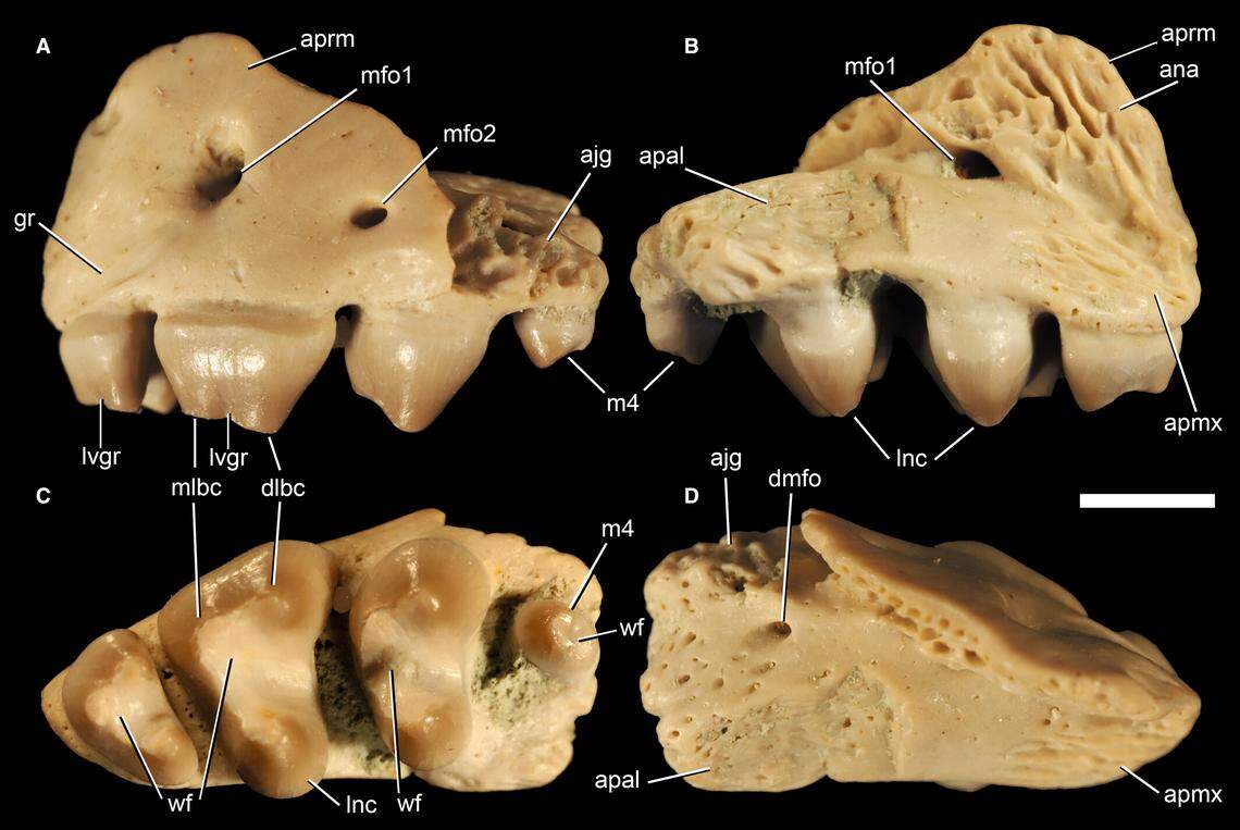 The jaws had tricuspid teeth, or teeth with three points instead of one or two, researchers said.
