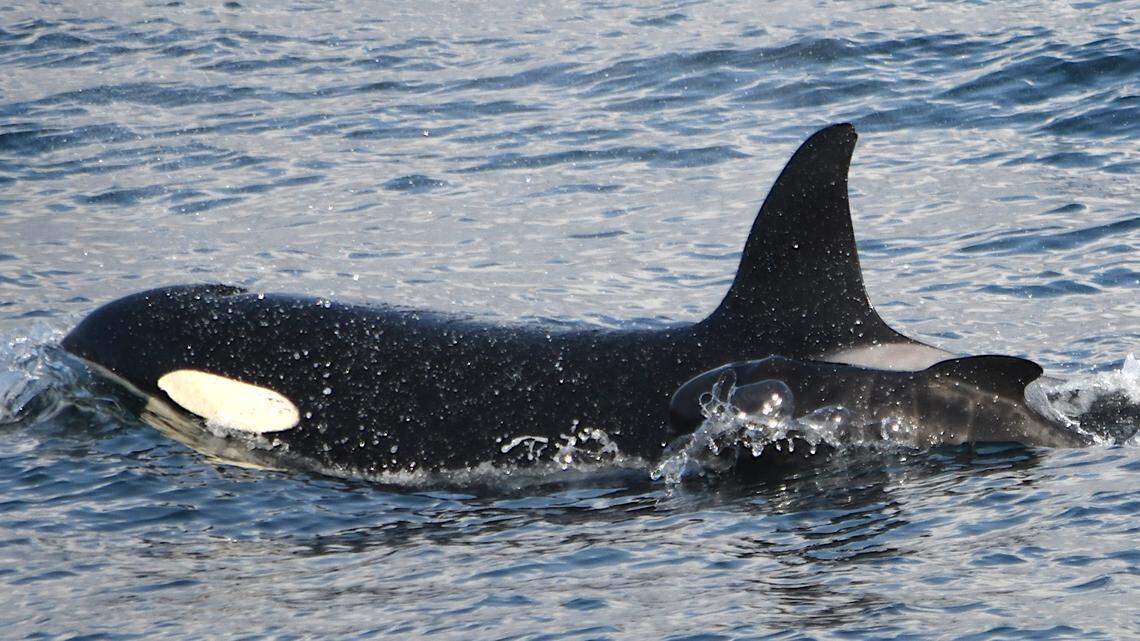 A killer whale was seen with a newborn pilot whale in Iceland, prompting scientists to reevaluate the animals’ interactions, study says.