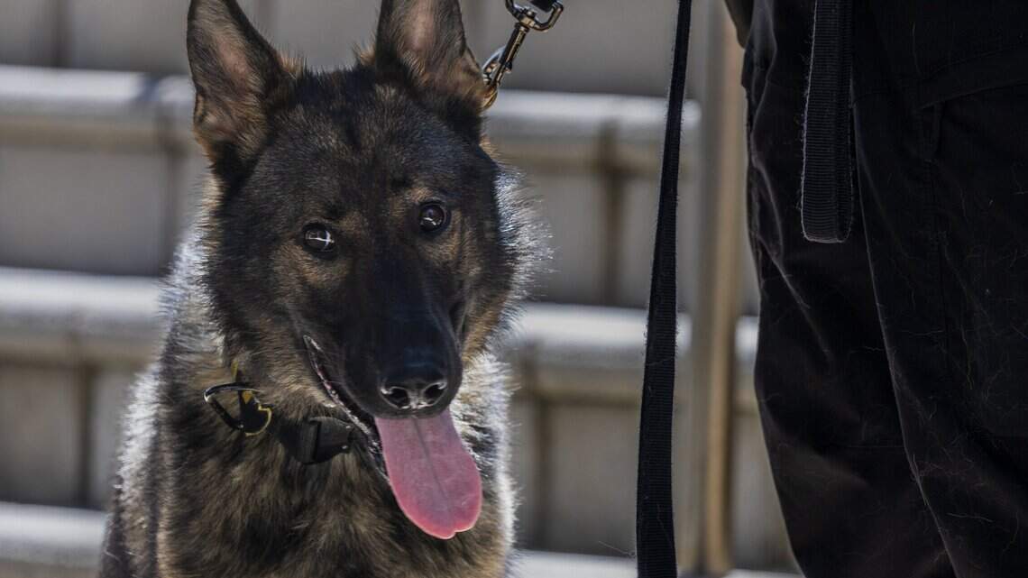 ‘Intense bonds.’ Who foots the bill when Florida’s police canines retire?