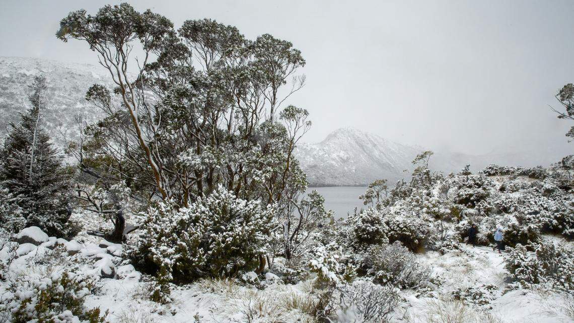Snow has blanketed Tasmania as winter begins in the southern hemisphere and makes the water icy for one iconic creature.