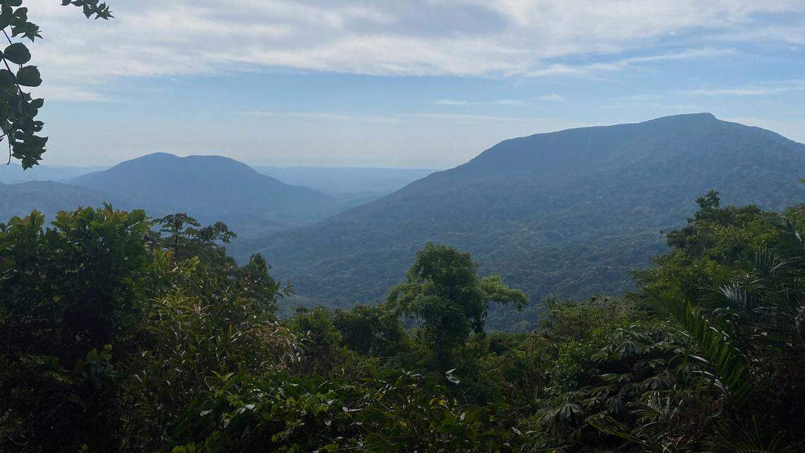 The three new species of whip scorpion were found throughout Mexico, a study said.