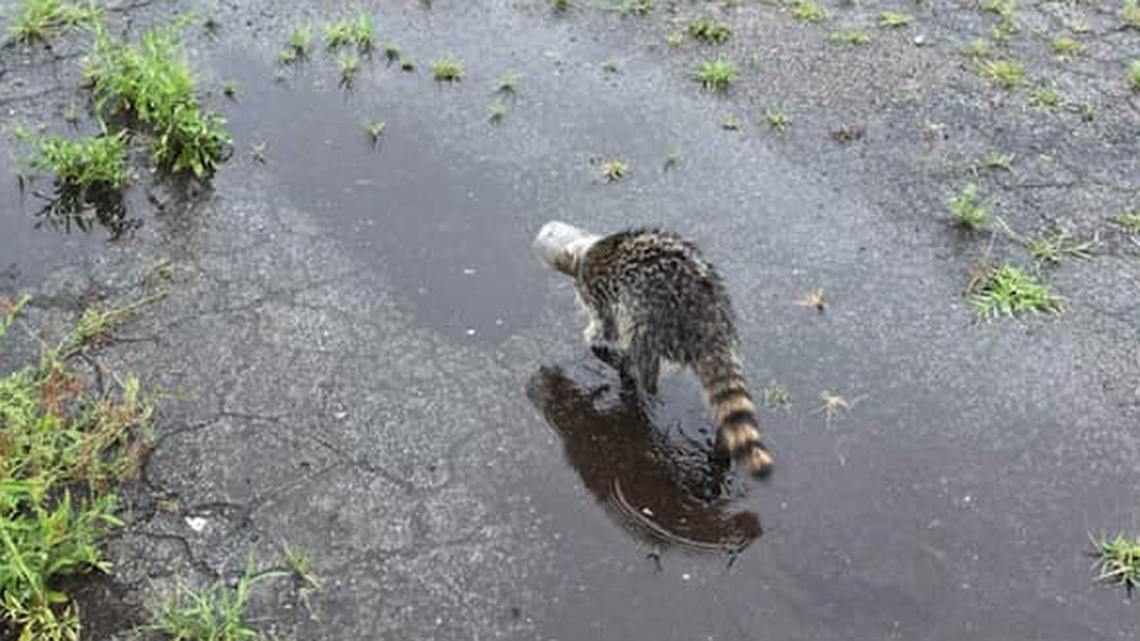 Two detectives helped free a raccoon that had a plastic jar stuck on its head.