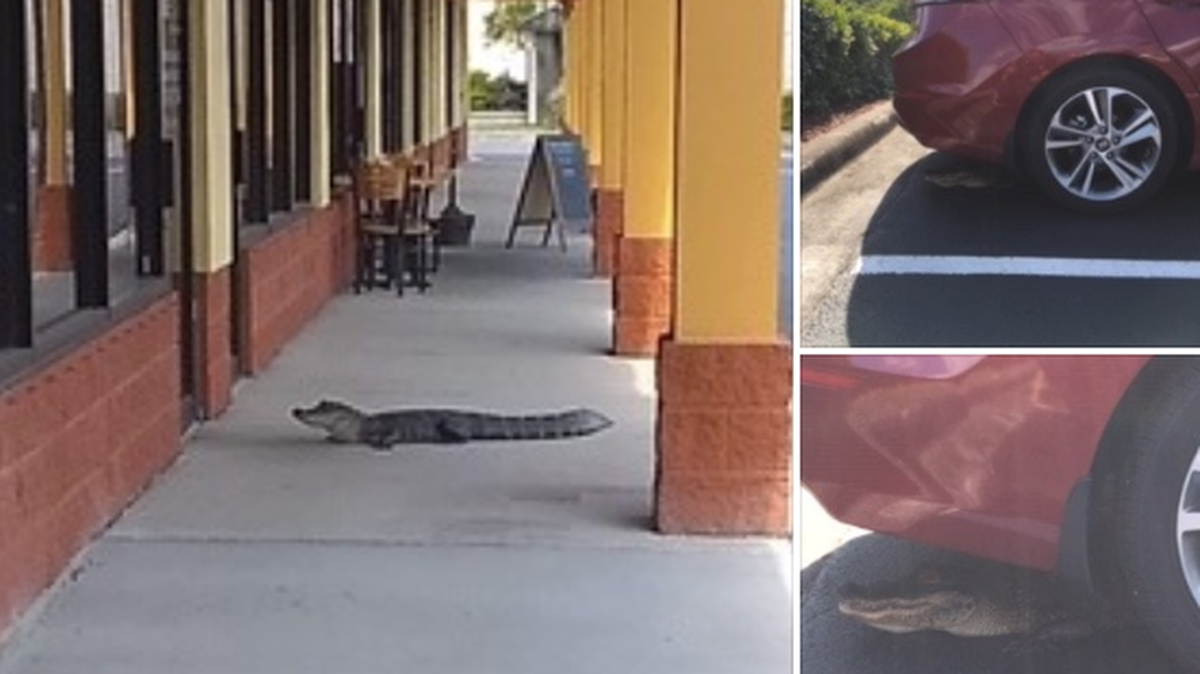 An alligator checks out services available at Hair Obsessions Salon in Port Richey. The gator lives in a nearby retention pond.