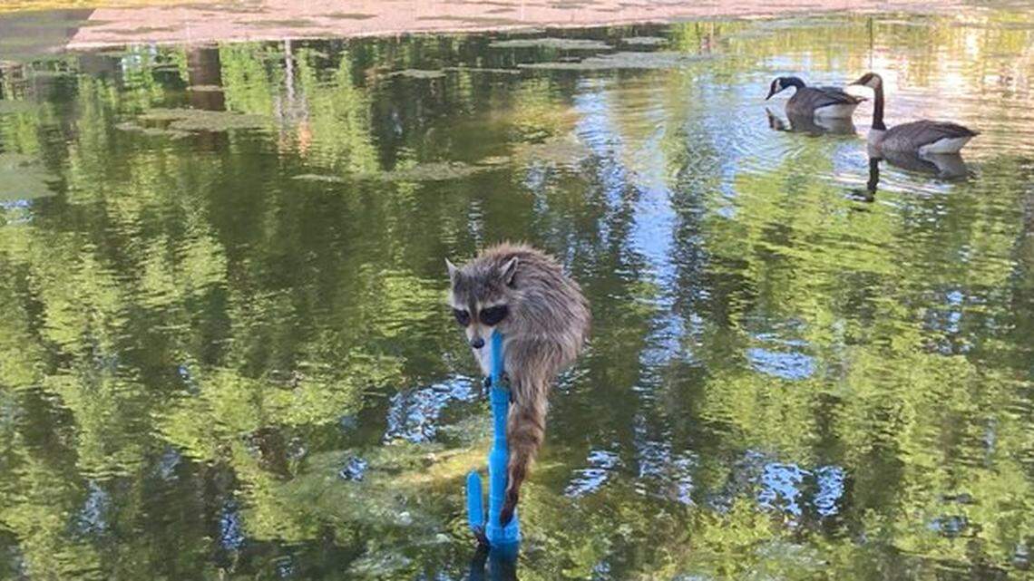 A raccoon was found clinging to a pipe in a fountain pool near the National Mall on Wednesday, May 11.