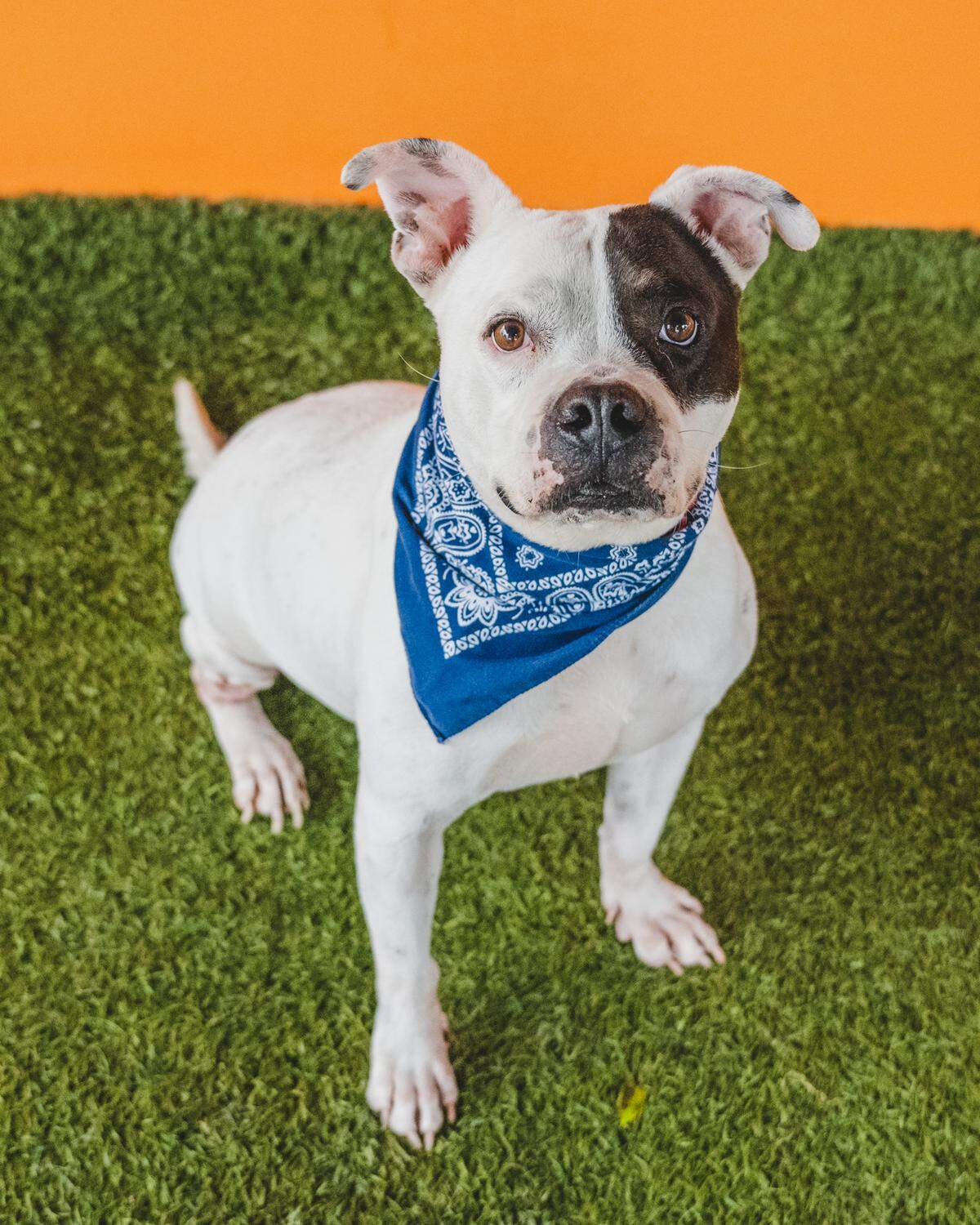 “Jasper #A2427562 is a 2-year-old who has been at the shelter since January. He came in as a stray after being hit by a car, but he’s doing much better now. Although he still has a little limp and gets tired quickly, he’s still super social and loves to participate in playgroups with his friends. He’s ready to find his forever home, and he’ll make an amazing companion for anyone looking for a loyal and loving friend. Come meet Jasper and give him the loving home he deserves!”