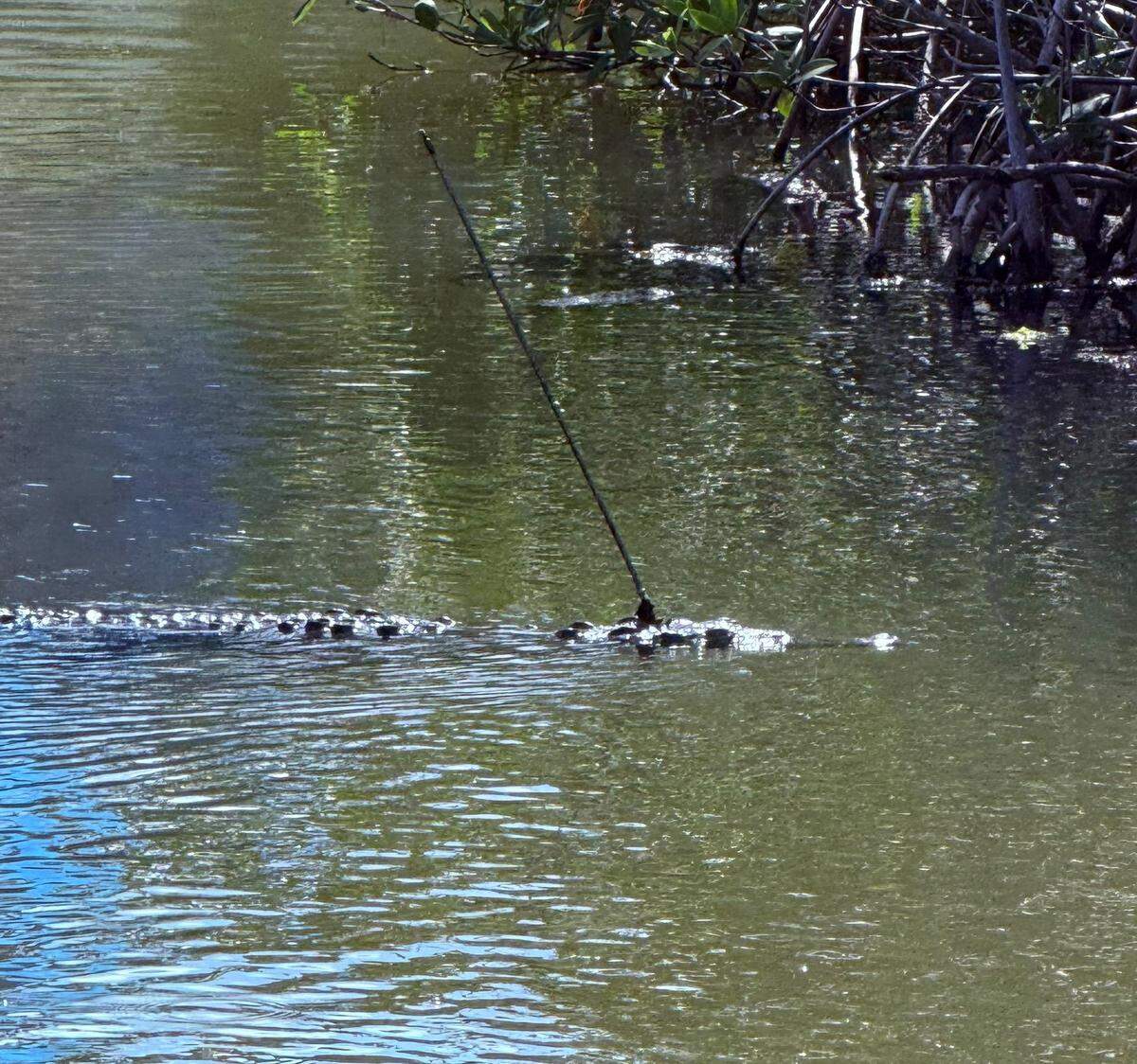 An American crocodile swims in Key Largo on Saturday, Oct. 18, 2025. The reptile has a spear lodged in its head. The Florida Fish and Wildlife Conservation Commission is looking for the person who shot the federally-protected animal.