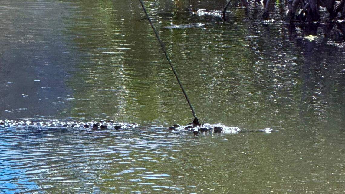 An American crocodile swims in the water in Key Largo Saturday, Oct. 18, 2025. The reptile has a spear lodged in its head. The Florida Fish and Wildlife Conservation Commission is looking for the person who shot the federally-protected animal.