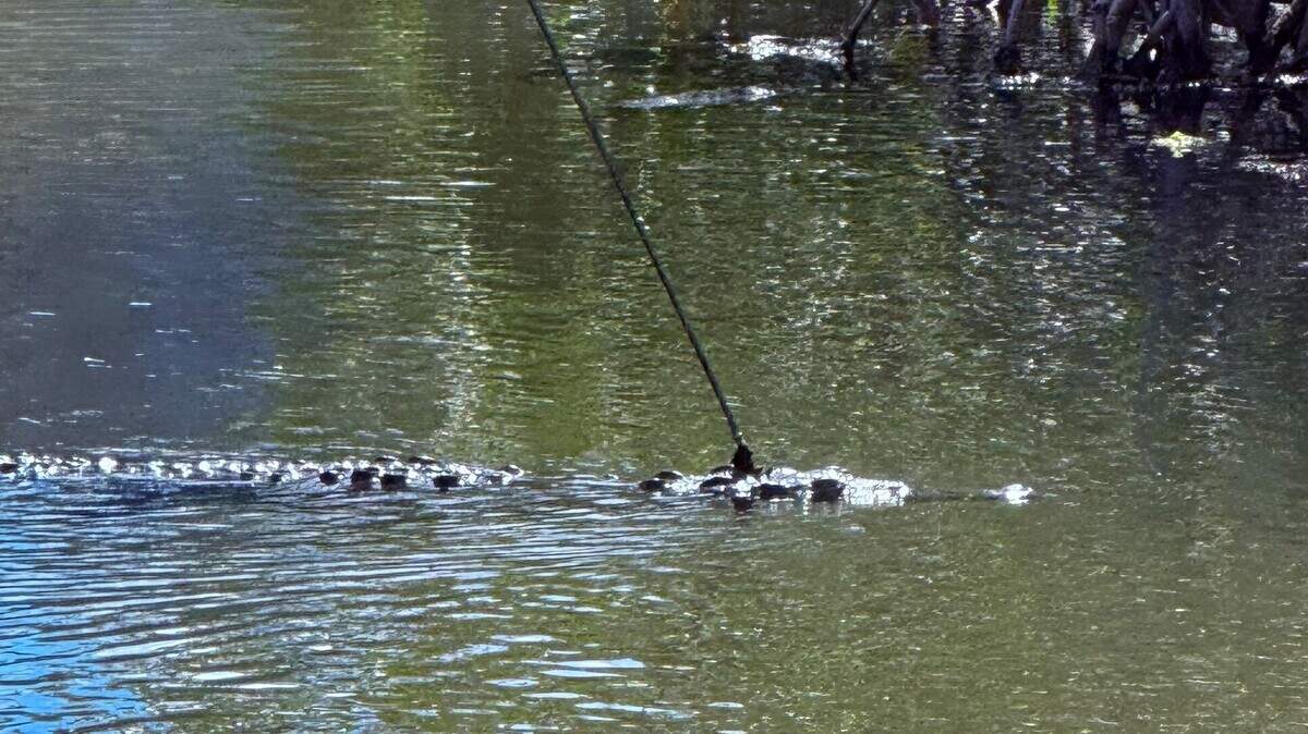 An American crocodile swims in the water in Key Largo Saturday, Oct. 18, 2025. The reptile has a spear lodged in its head. The Florida Fish and Wildlife Conservation Commission is looking for the person who shot the federally-protected animal.