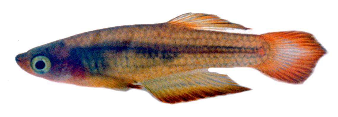 The colorful fish has “very large” eyes and lived in an aquarium for years before disappearing in the wild.