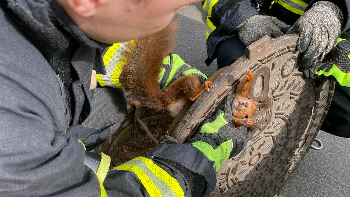 A squirrel in Dortmund misjudged a manhole cover’s small opening and got stuck, photos show. Firefighters rescued the uncooperative animal.