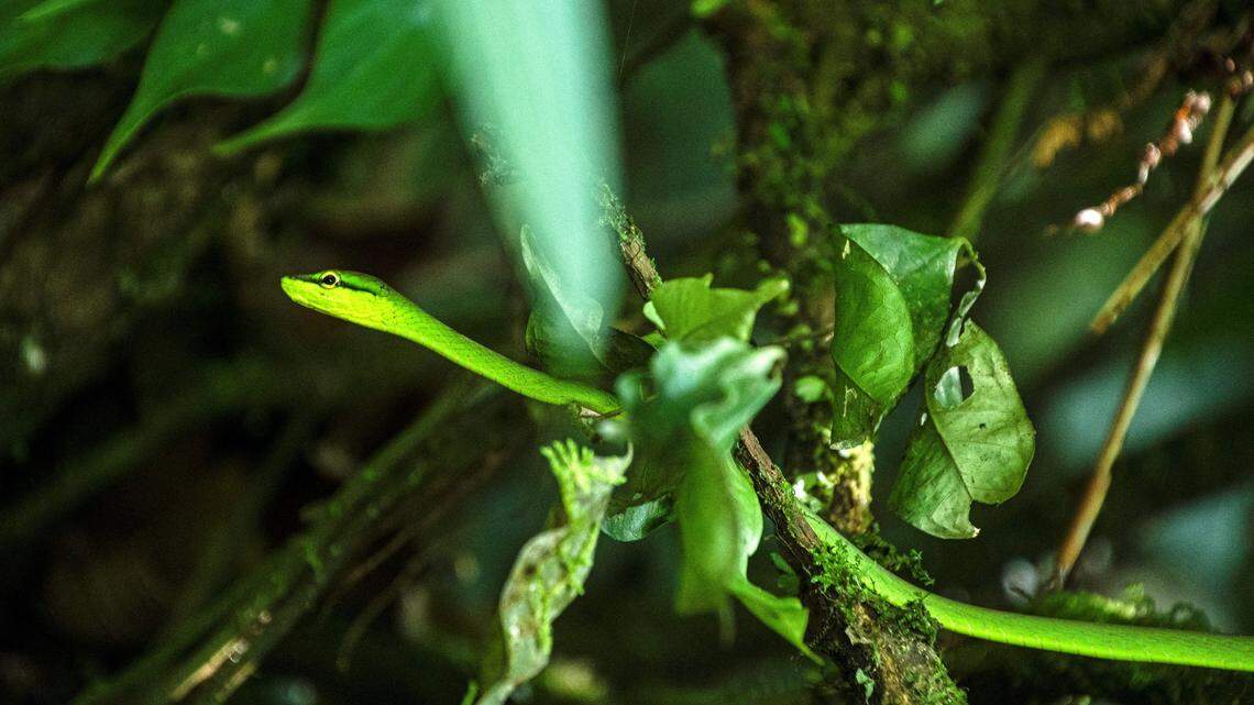 long-snouted vine snake costa rica